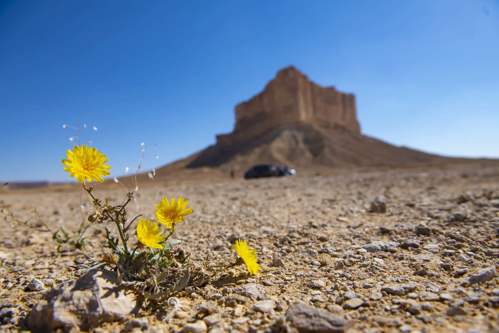 desert arabie saoudite